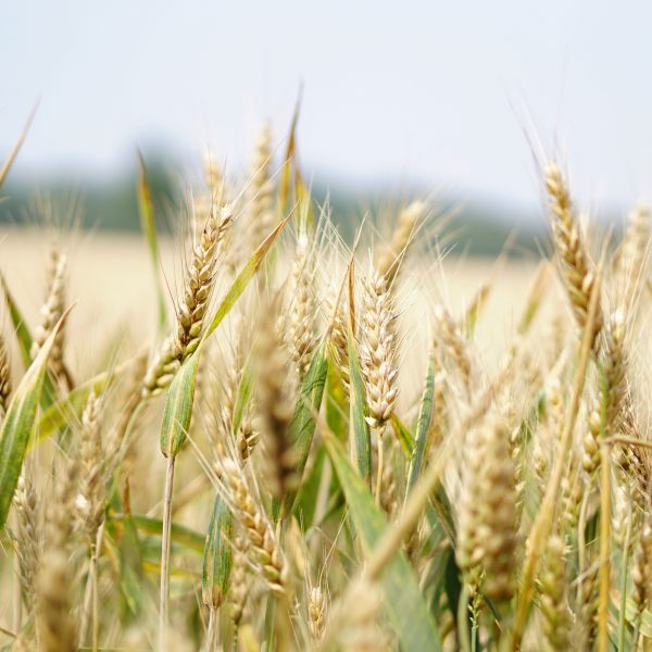 agriculture-arable-barley-265216-1-600×600