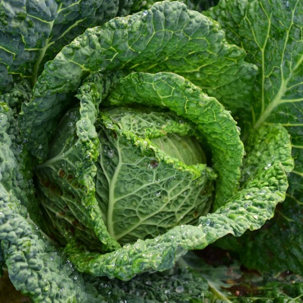 agriculture-cabbage-close-up-209482-1-600×600